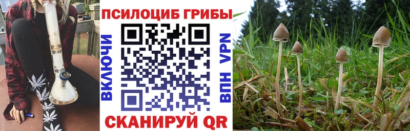 Галлюциногенные грибы Psilocybe  Купить где  Карабаново 